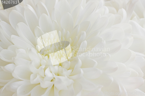 Image of white chrysanthemum