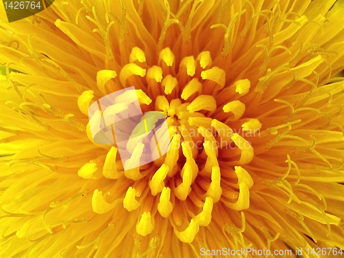 Image of dandelion