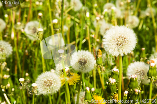 Image of Dandelions