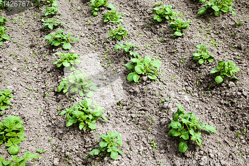 Image of Potato field