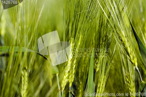 Image of Unripe cereals