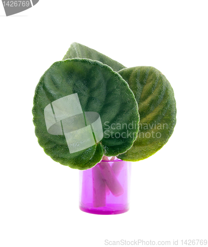 Image of Violet leaves