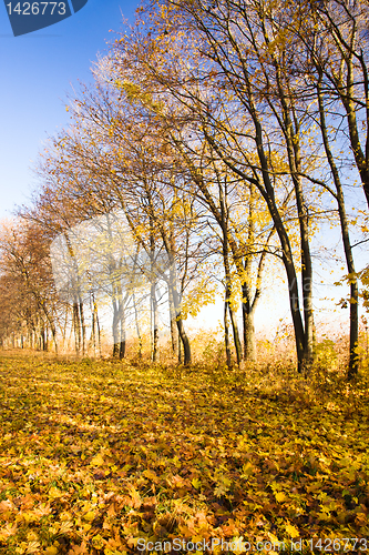 Image of Autumn trees