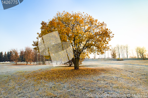 Image of Tree with showered foliage