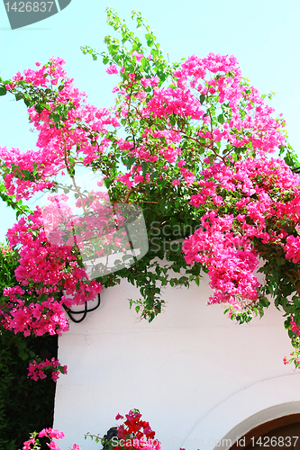 Image of Bougainvillea spectabilis on the white wall 