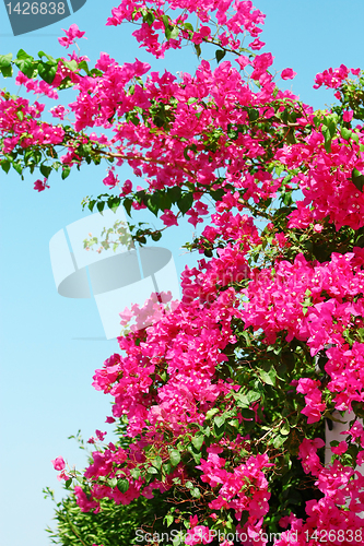 Image of Pink blooming bougainvilleas against the blue sky