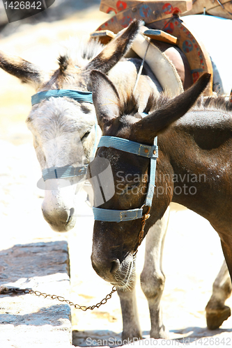 Image of Donkey's taxi in Lindos, Rodos, Greece 