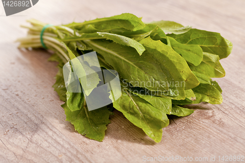 Image of Chicory
