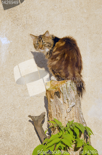 Image of Cat sitting on cut tree on background of wall.