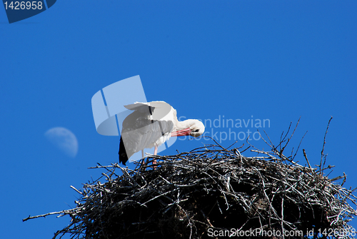 Image of Stork 