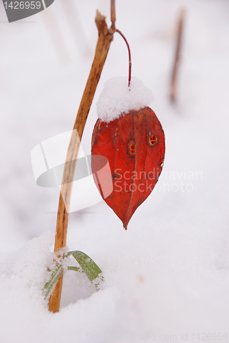 Image of Husk tomato 