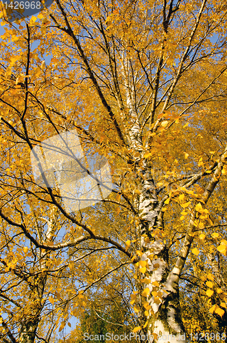 Image of Autumn birch branches. Dramatical seasonal changes