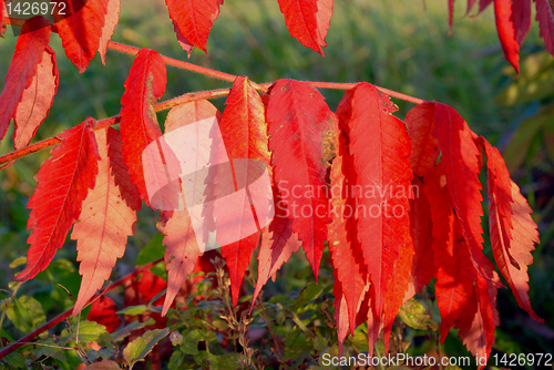 Image of Red leaves 