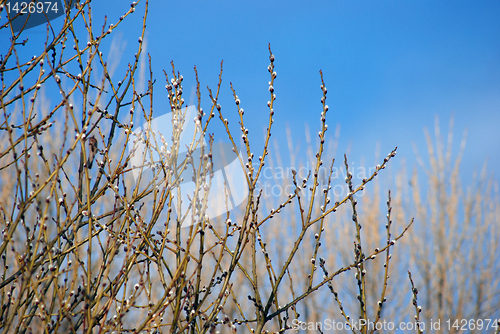 Image of Pussy-willow 