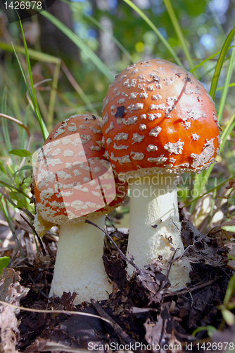 Image of Two red fly agarics 