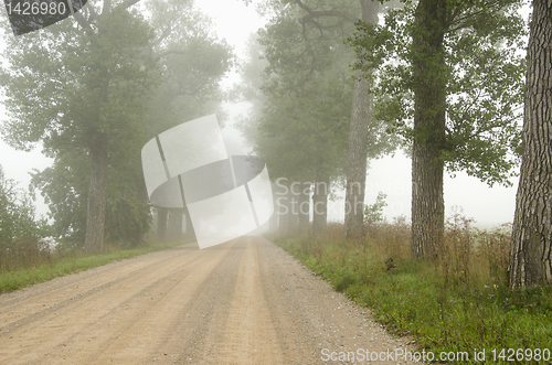 Image of Foggy gravel road surrounded by old trees alley.