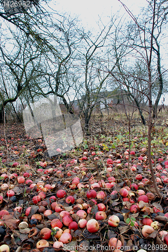 Image of Over harvest 