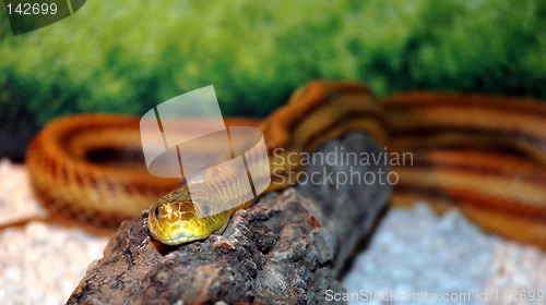 Image of Eyes of the serpent