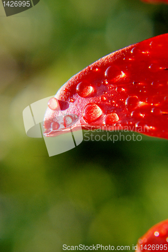 Image of Red leaf 