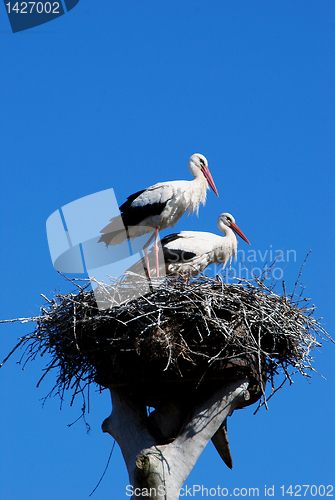 Image of Couple of storks 