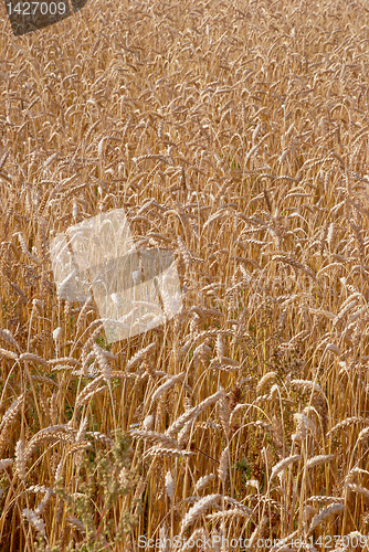 Image of Ripe rye 