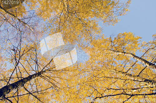 Image of Yellow birch leaf tip. Natural autumn centerpiece.