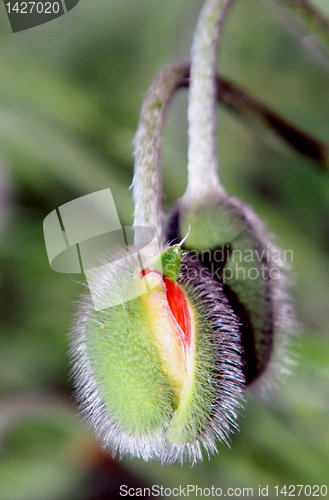 Image of Bud of poppy 