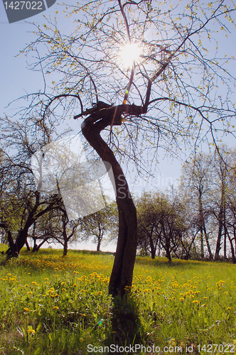 Image of Old apple tree 