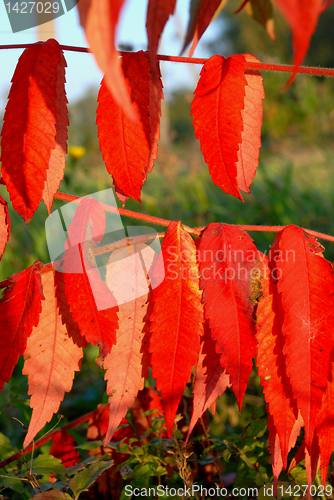 Image of Red leaves 