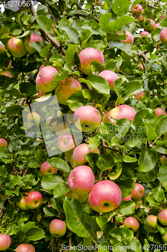 Image of Apple branch ripe fruit. Nature autumn gifts.
