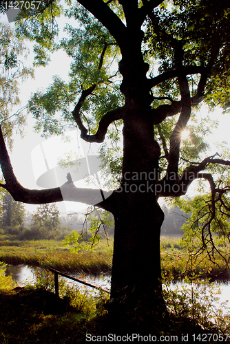 Image of Sunlight through tree branches 