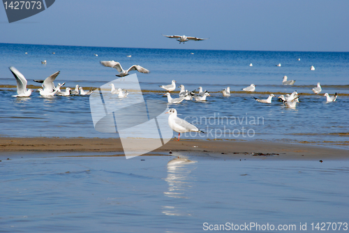 Image of Gulls 