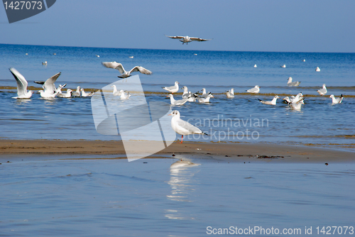 Image of Gulls 