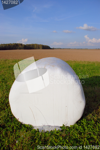 Image of White rolls of hay 