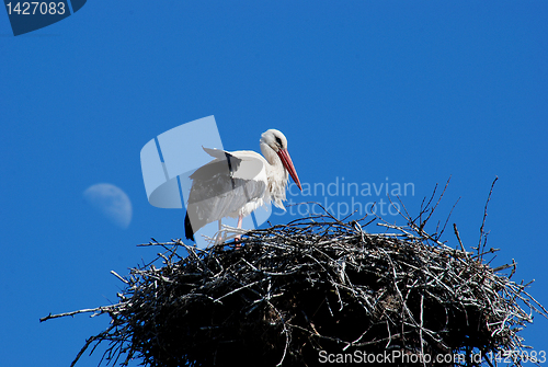 Image of White stork 