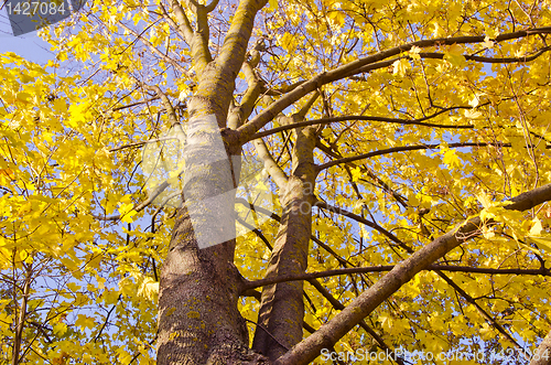 Image of Maple trunk and yellow leaves in autumn.