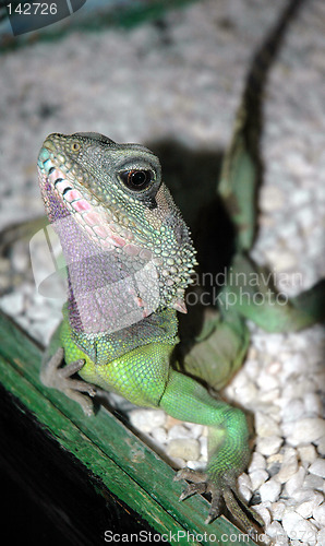 Image of Colorful Iguana