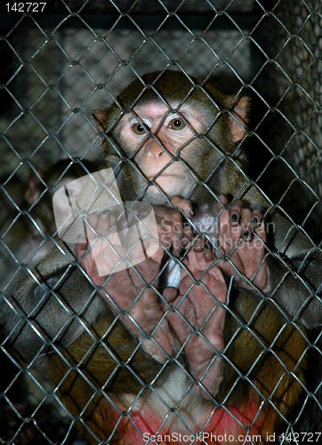 Image of Monkey in tha cage