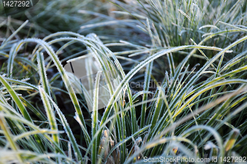 Image of Closeup Frozen Grass