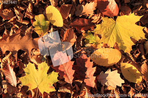 Image of Autumn leaves