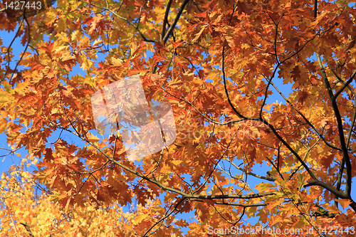 Image of Autumn colors