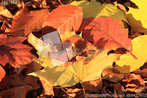 Image of Autumn leaves