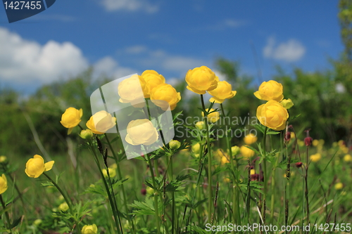 Image of Flowers in Poland