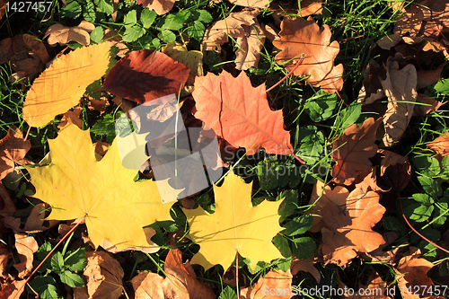 Image of Autumn leaves