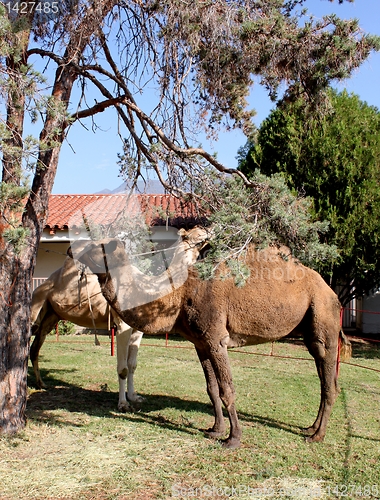 Image of Camel