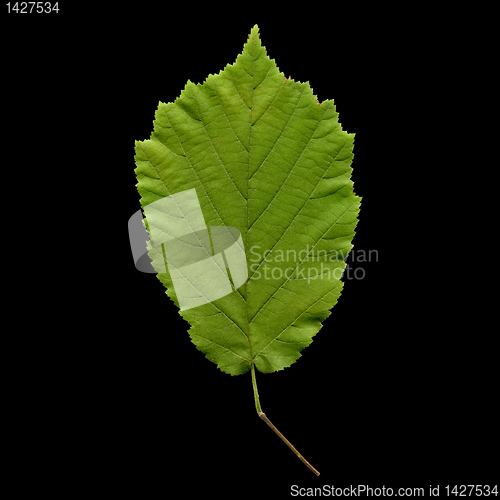 Image of Hazelnut leaf