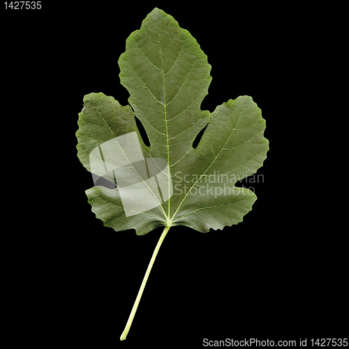 Image of Fig leaf
