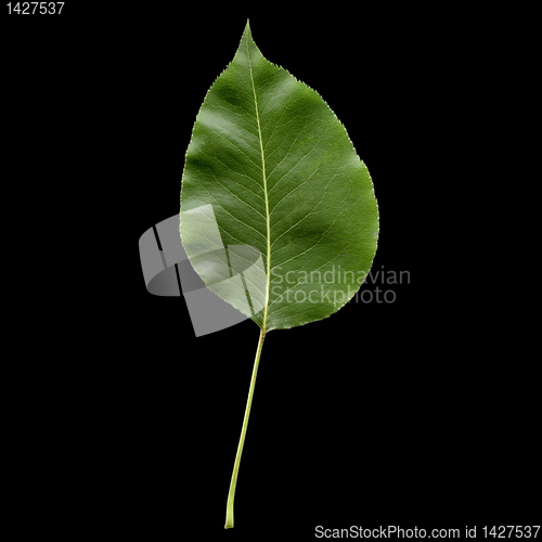 Image of Pear leaf