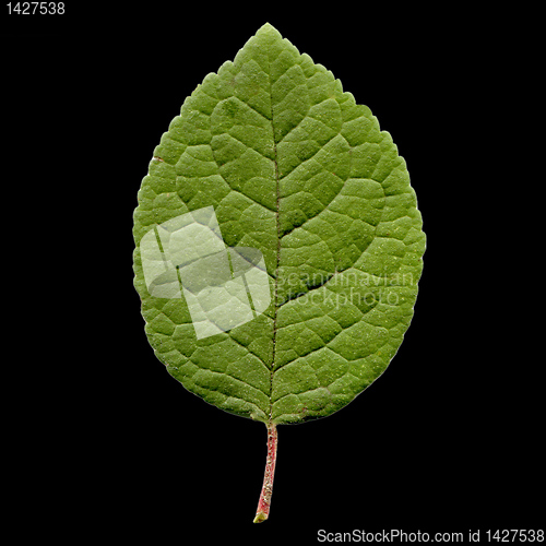 Image of Prune leaf