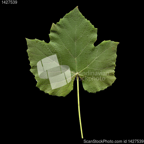 Image of Vitis leaf